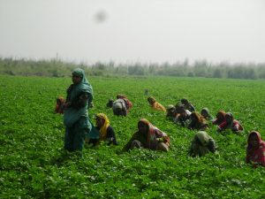 Farmer means 'Krishok' in Bangla
