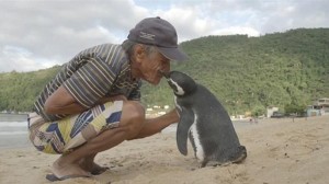 man-meet-penguin