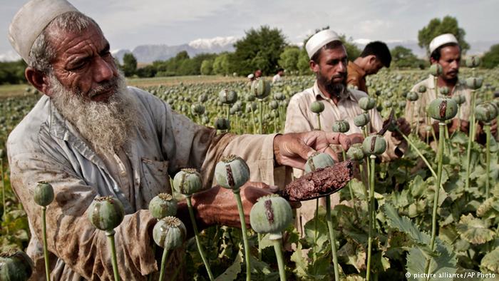 আফগানিস্তান মাদক বাণিজ্যের শীর্ষে