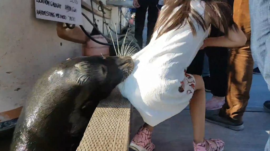 Sea Lion Grabbed her