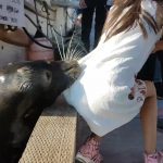 Sea Lion Grabbed her