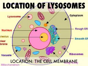 Lysosome in the cell