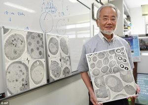 The Nobel Prize in Physiology or Medicine 2016 was awarded to Yoshinori Ohsumi "for his discoveries of mechanisms for autophagy".