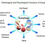 অটোফেজির প্রক্রিয়া