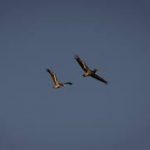 bird Bangladesh