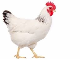 chicken is murgir bacca in Bangla