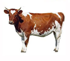 cow is goru in Bangla