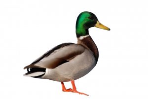 duck is patihash in Bangla