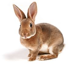 rabbit means 'khorgosh' in Bangla