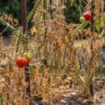 The plants shriveled in the heat.