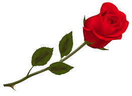 rose is beautiful