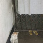 বিড়ালটি-১ বিড়াল