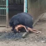 নাইফুম প্রম্রাথে থাইল্যান্ড