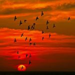 নীড়ের পাখি