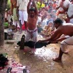 পাঠা বলি কোরবানি