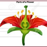 একটি ফুলের বিভিন্ন অংশ