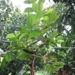 Guava tree