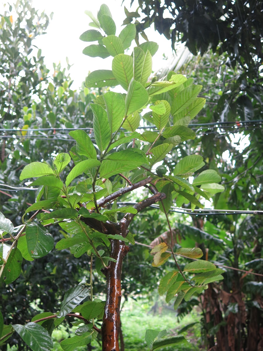 Guava tree