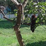 দিব্যেন্দু দ্বীপ