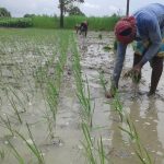 লেলিন মিয়া