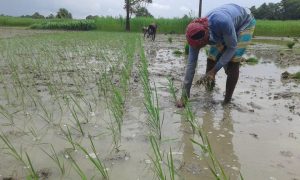  লেলিন মিয়া