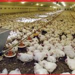 ব্রয়লার মুরগি