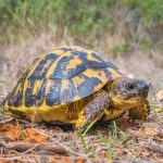 TORTOISE IN TH VAGINA