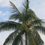 বাগেরহাট