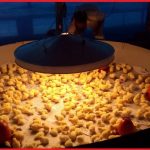 ব্রয়লার মুরগী পালন কি লাভজনক?