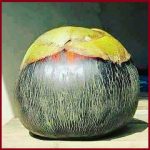 পাবনা
