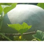 চাল কুমড়া