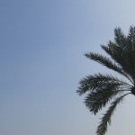 খেজুর গাছ