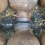 পোড়া ঠিলে