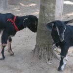 দুটো মানুষ