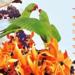 শুভ বসস্ত