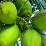 ডাবের পানি