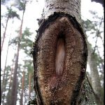 sex in periodica time