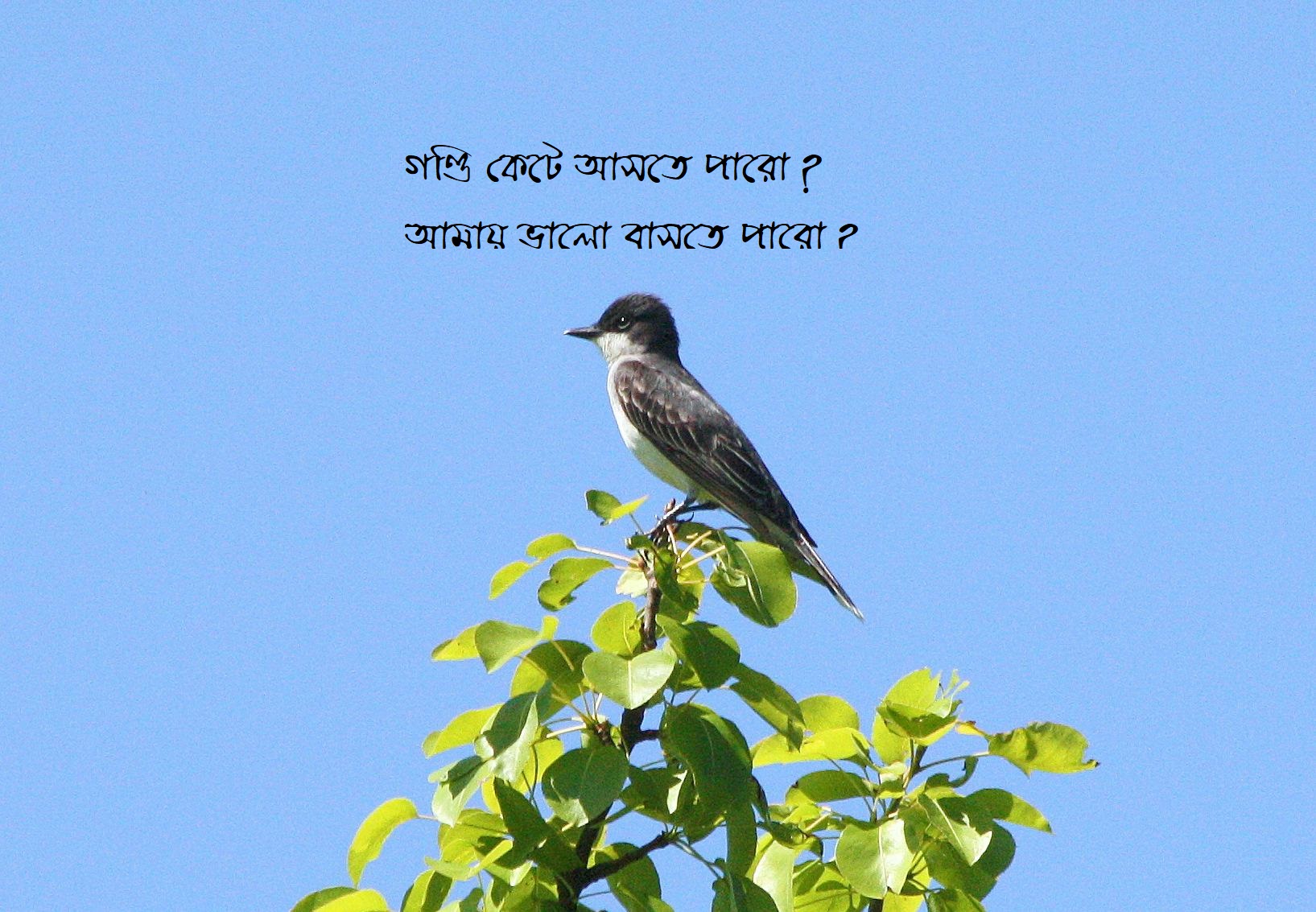 প্রেমের কবিতা