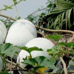 চাল কুমড়ার পুষ্টিগুণ