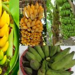 কলা খাওয়ার উপকারিতা