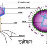 ভাইরাসের চিত্র