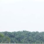 শাহিদা সুলতানা