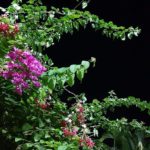 শাহিদা সুলতানা