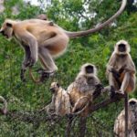 বানর, ভারত