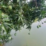 আম রপ্তানি