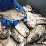 বাটারফ্লাই ফিস