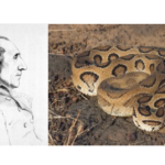 রাসেল ভাইপার