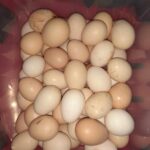 ডিম